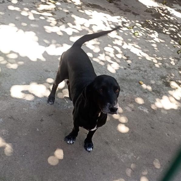 Zeca