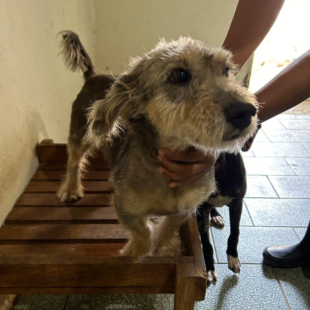 Peludinho