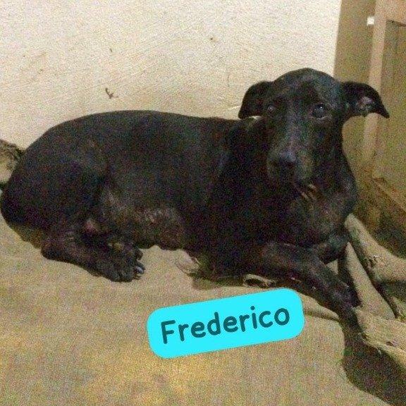 Frederico